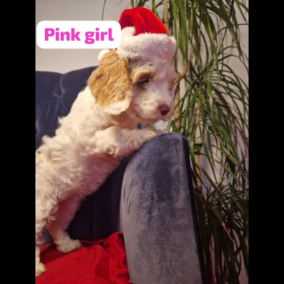 Cockapoo - Both