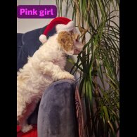 Cockapoo - Both