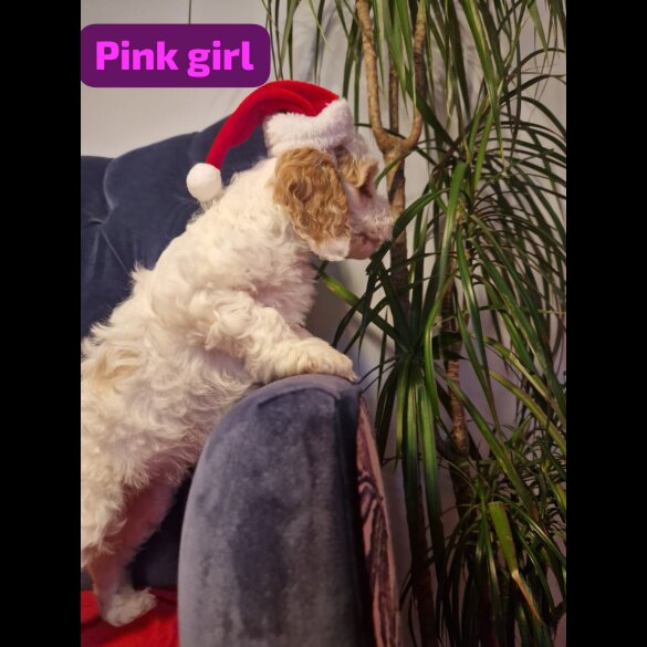 Cockapoo - Both