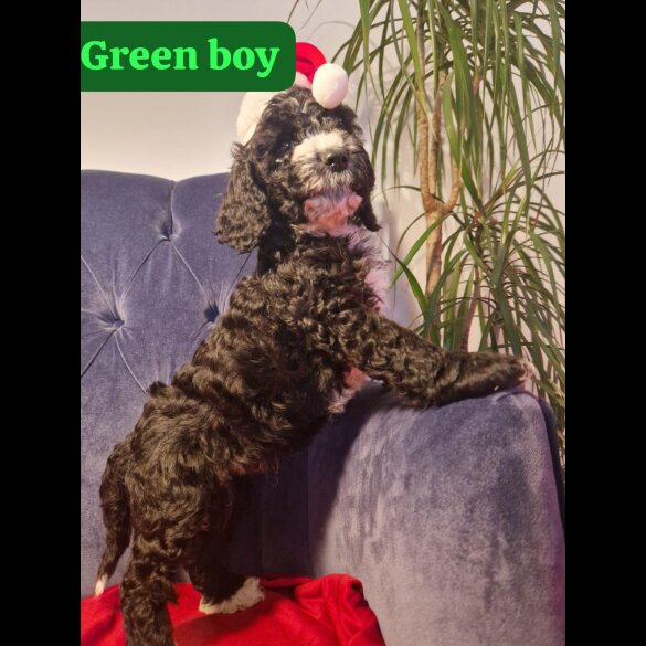 Cockapoo - Both