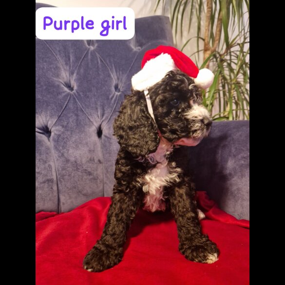 Cockapoo - Both
