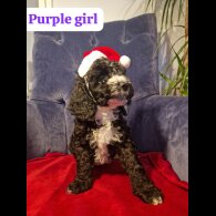 Cockapoo - Both