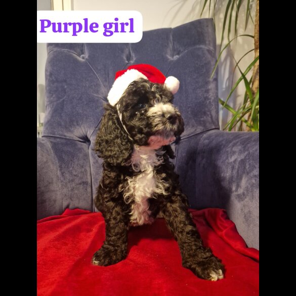 Cockapoo - Both