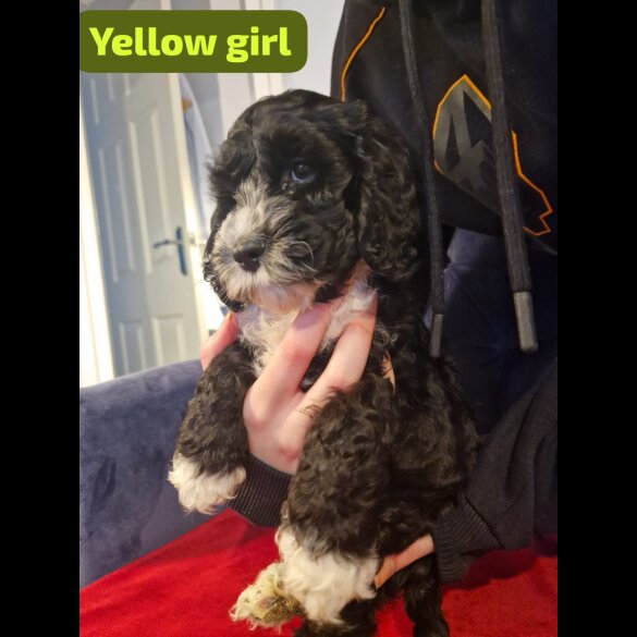 Cockapoo - Both