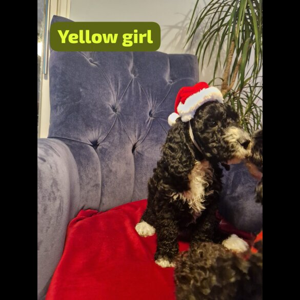 Cockapoo - Both