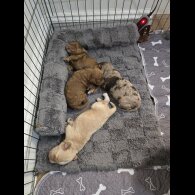 Cockapoo - Both