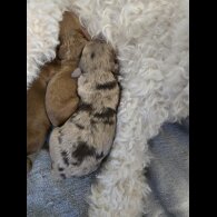 Cockapoo - Both