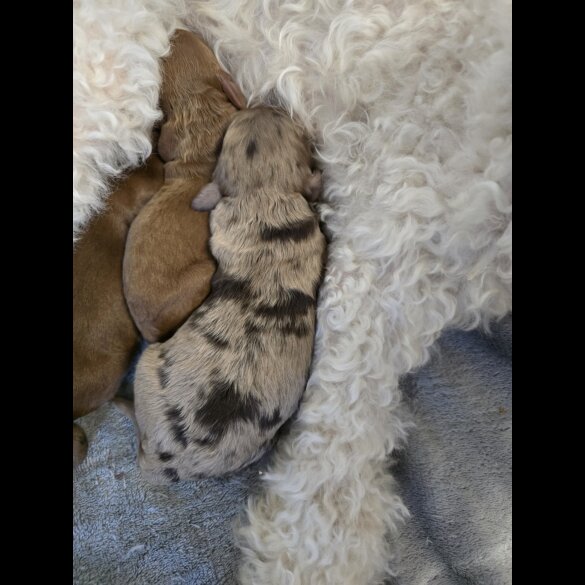 Cockapoo - Both