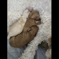 Cockapoo - Both