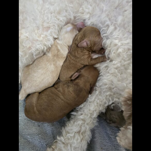 Cockapoo - Both