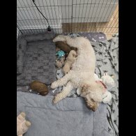 Cockapoo - Both