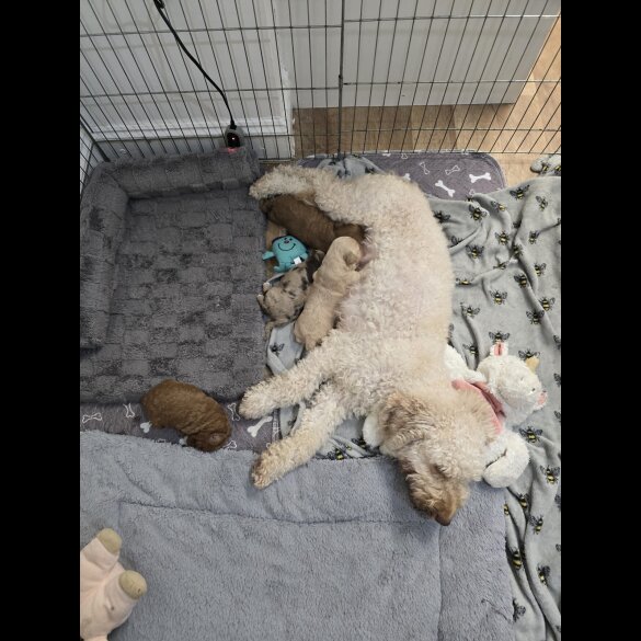 Cockapoo - Both