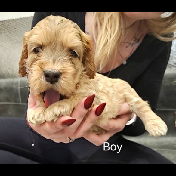 Cockapoo - Both