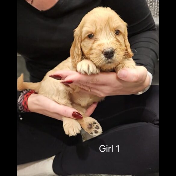 Cockapoo - Both