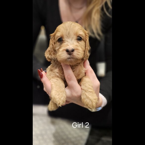 Cockapoo - Both