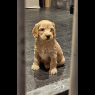 Cockapoo - Both