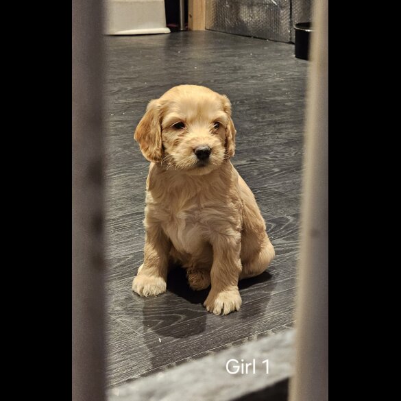 Cockapoo - Both