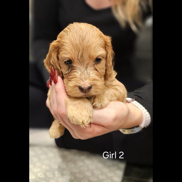 Cockapoo - Both
