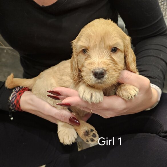 Cockapoo - Both