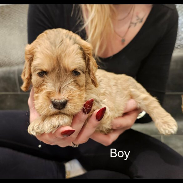 Cockapoo - Both