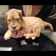 Cockapoo - Both