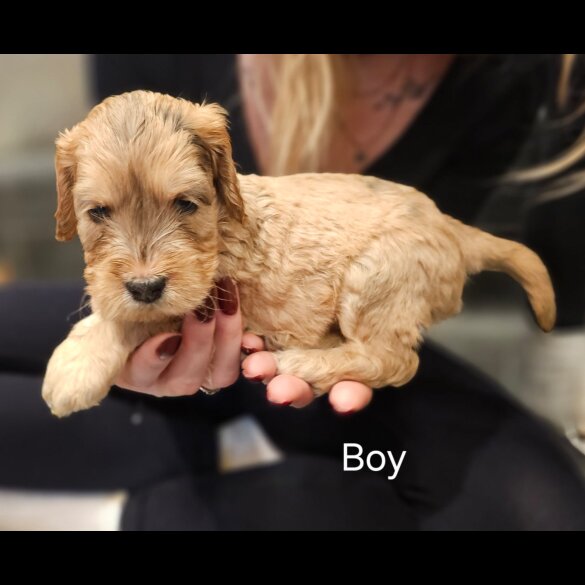 Cockapoo - Both