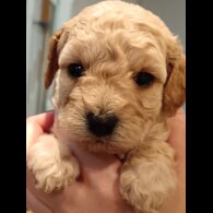 Cockapoo - Both