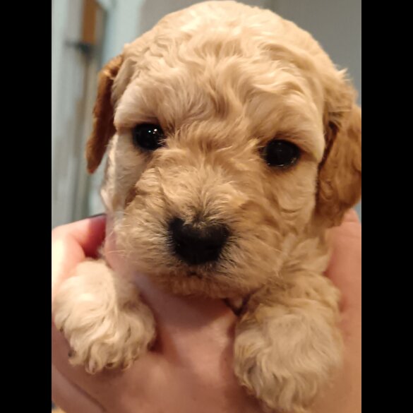 Cockapoo - Both