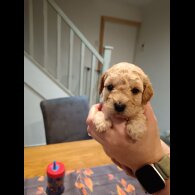 Cockapoo - Both