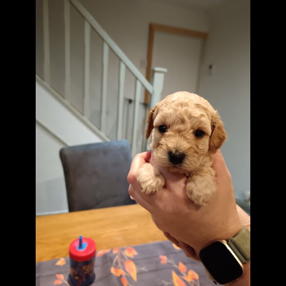 Cockapoo - Both