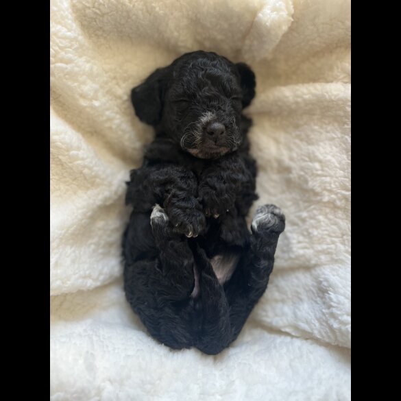 Cockapoo - Both
