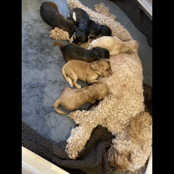 Cockapoo - Dogs