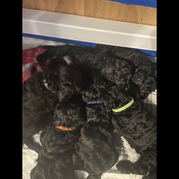 Cockapoo - Both