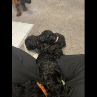 Cockapoo - Both