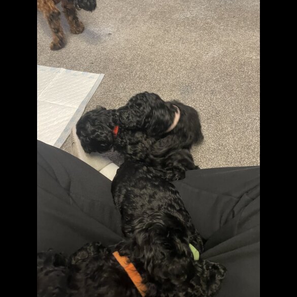 Cockapoo - Both