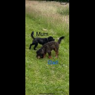 Cockapoo - Both