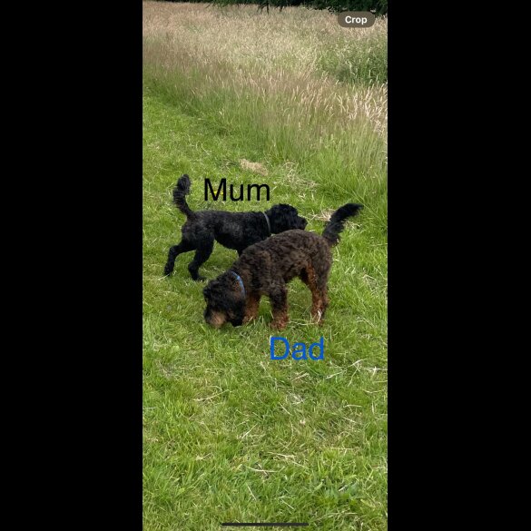 Cockapoo - Both