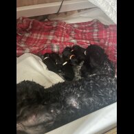 Cockapoo - Both