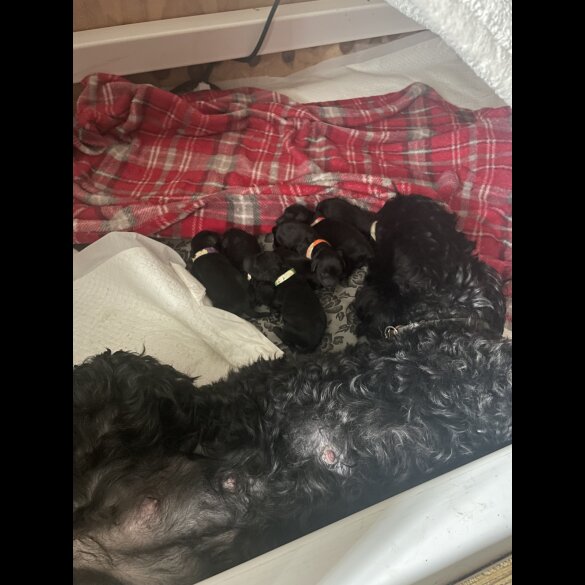 Cockapoo - Both