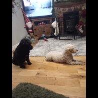Cockapoo - Both