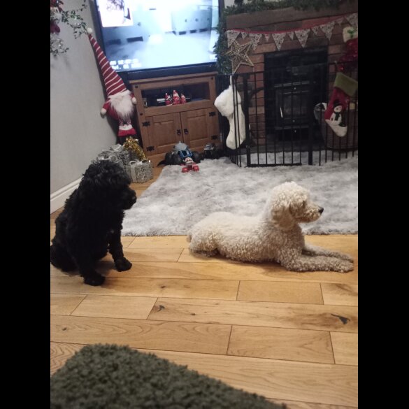 Cockapoo - Both