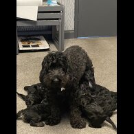 Cockapoo - Both