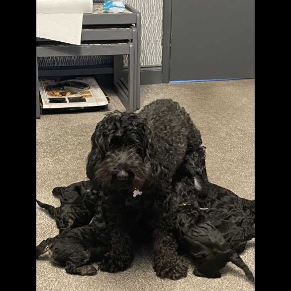 Cockapoo - Both