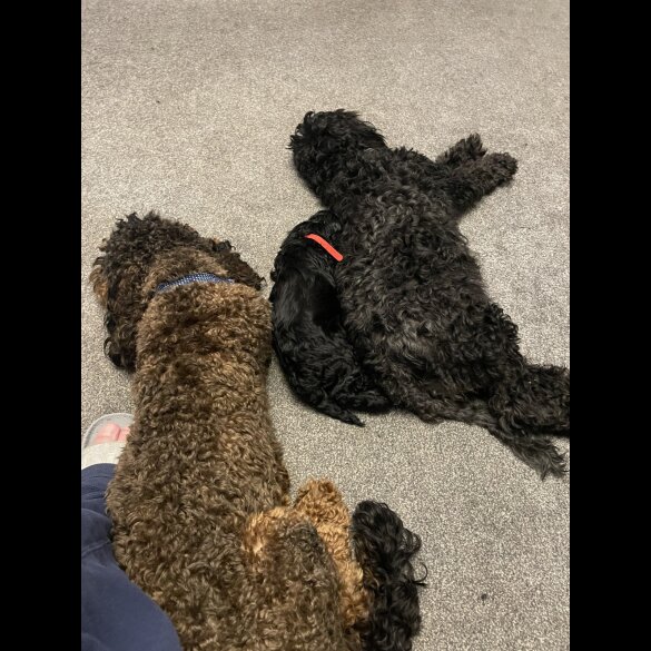 Cockapoo - Both