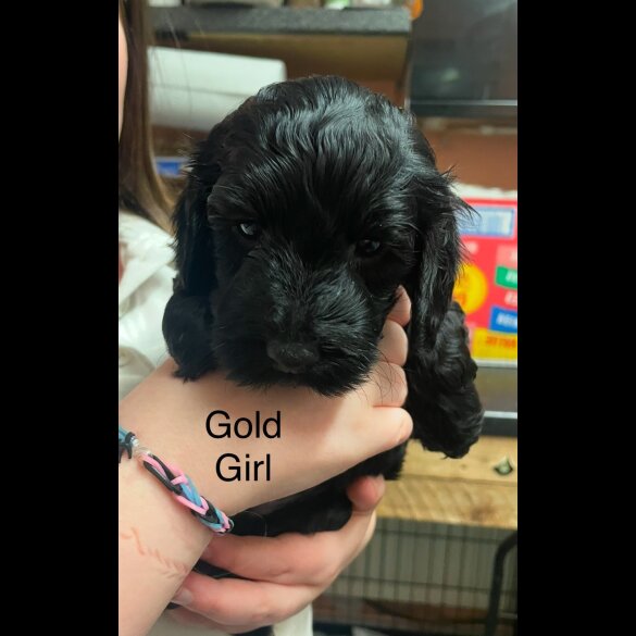 Cockapoo - Both