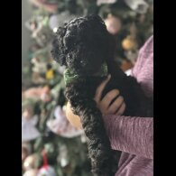 Cockapoo - Both