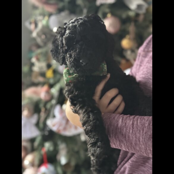 Cockapoo - Both