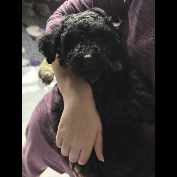 Cockapoo - Both
