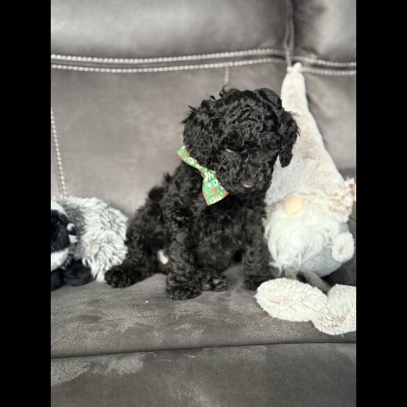 Cockapoo - Both