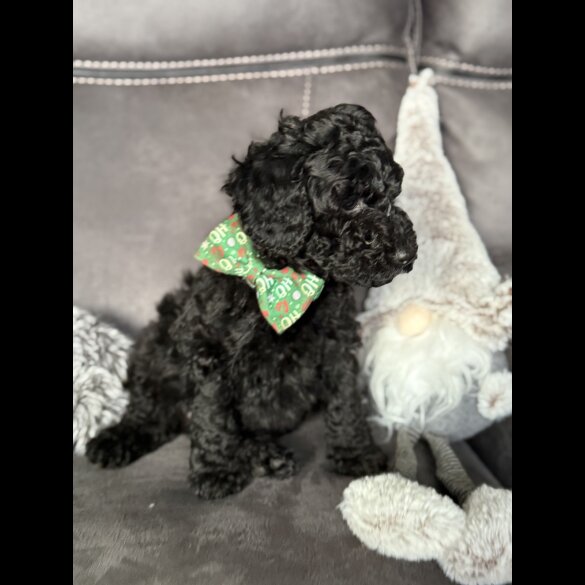 Cockapoo - Both
